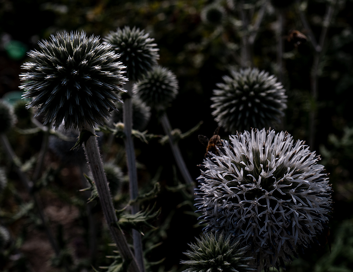 Blume.jpg