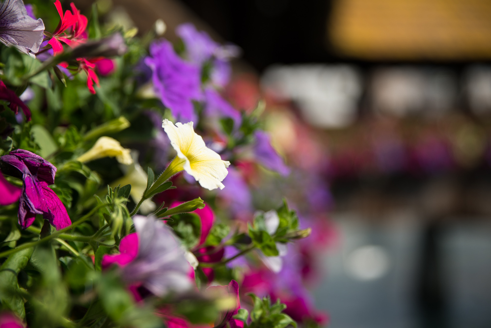 Blume Kapellbrücke