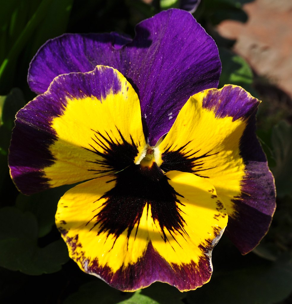 Blume klein