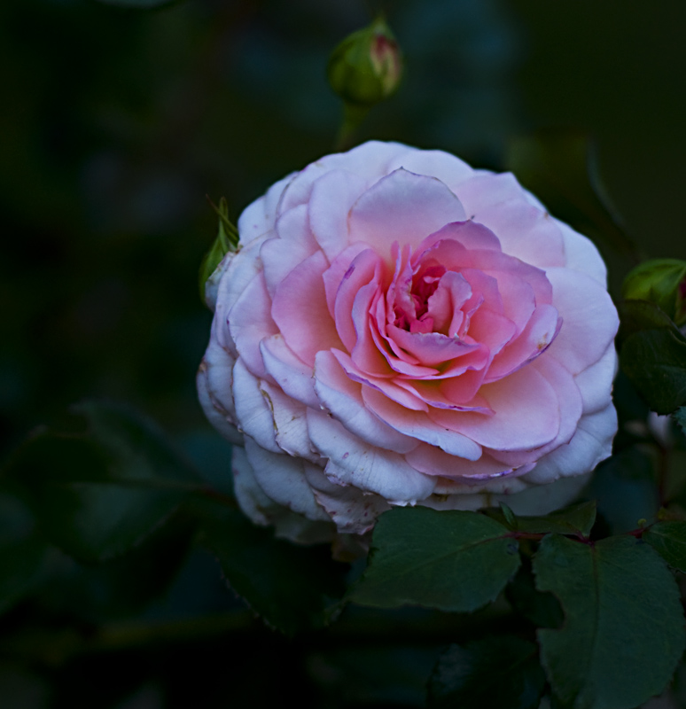 Blume klein