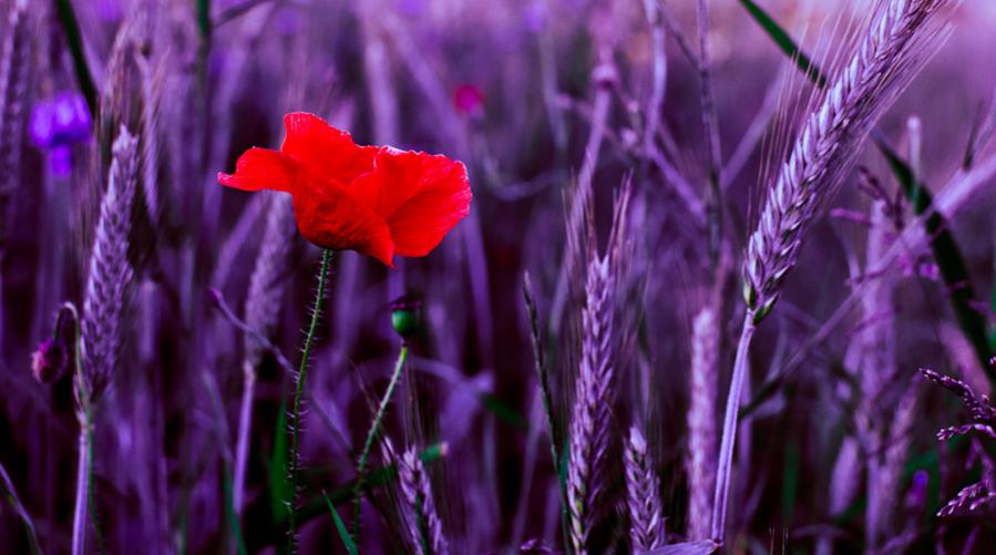 Blume mal anders