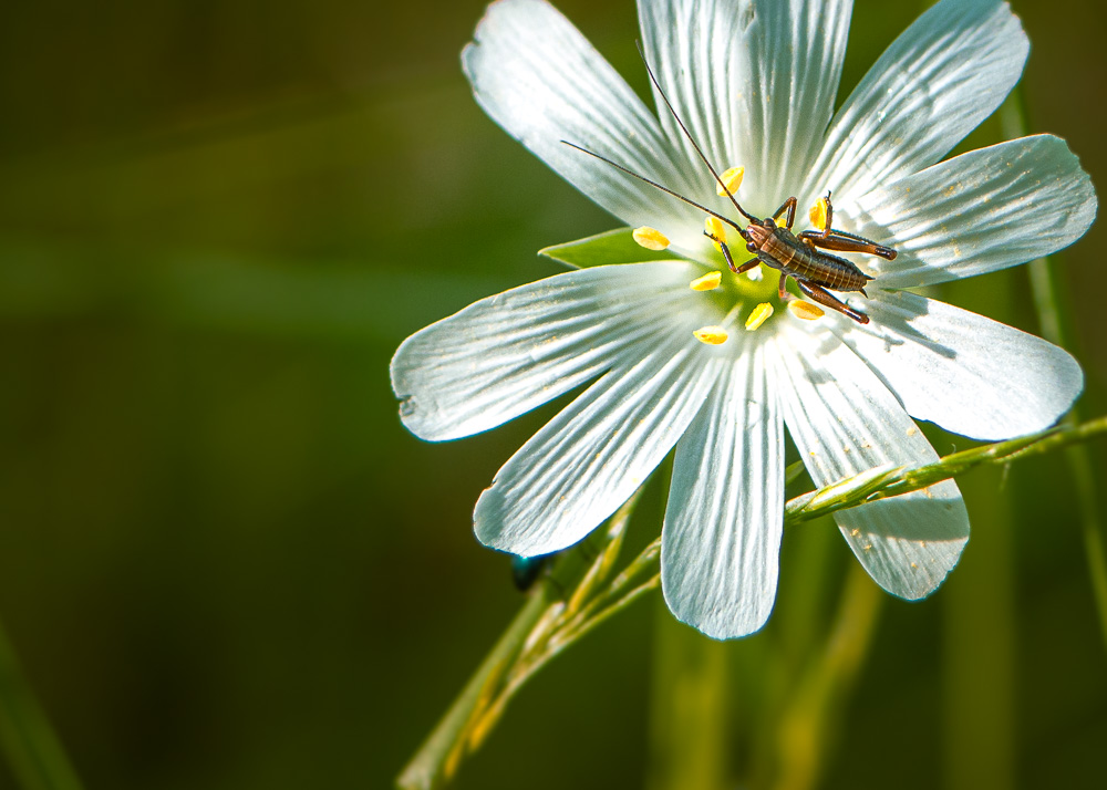 Blume mit Besucher