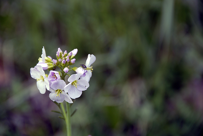 Blume mit Fliege klein
