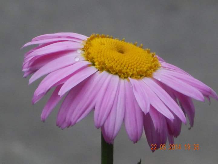 Blume mit Regentropfen