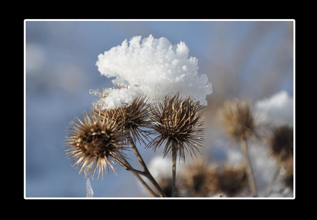 Blume mit Schneehut