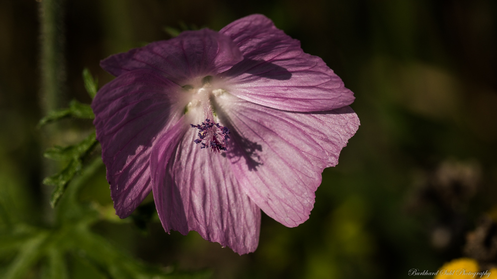 Blume   N01 2622 V2