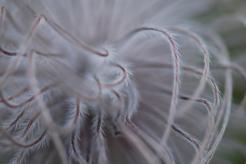 Blume Nebel