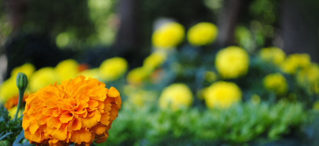 blume palma 00127