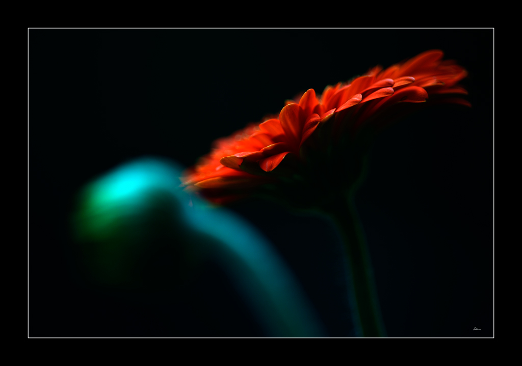Blume PZ13139