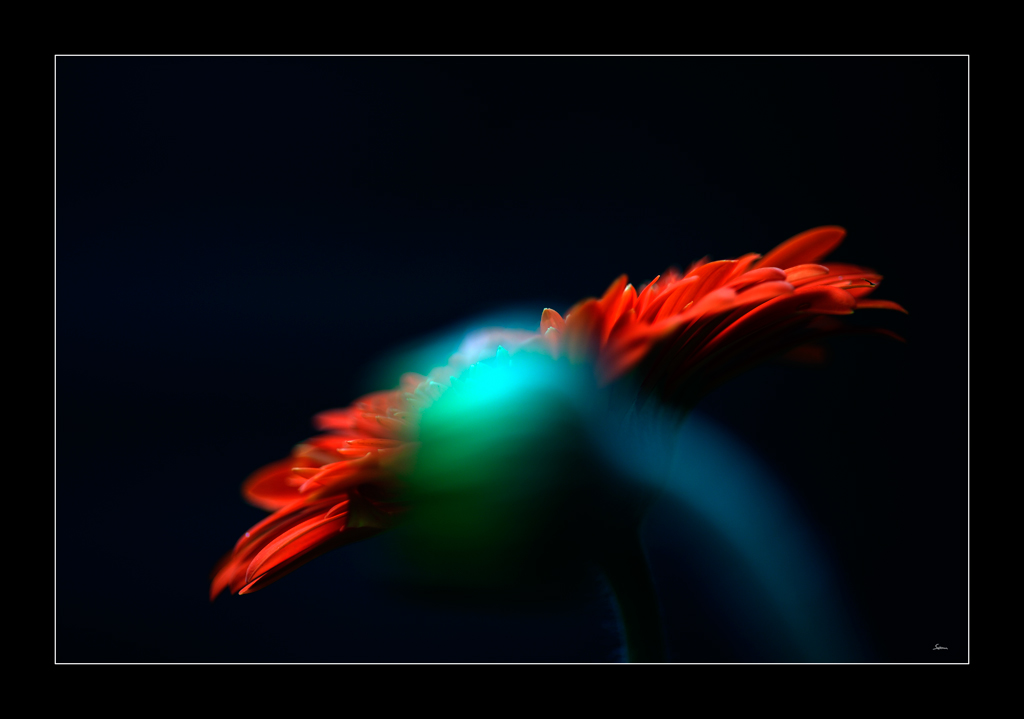 Blume PZ13147