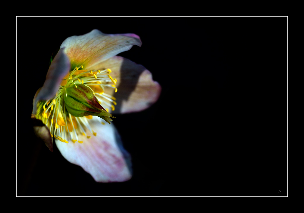 Blume PZ16888