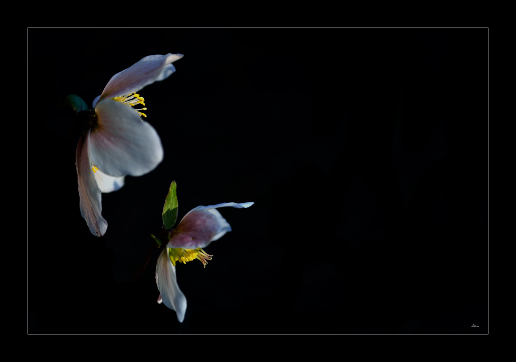 Blume PZ16889
