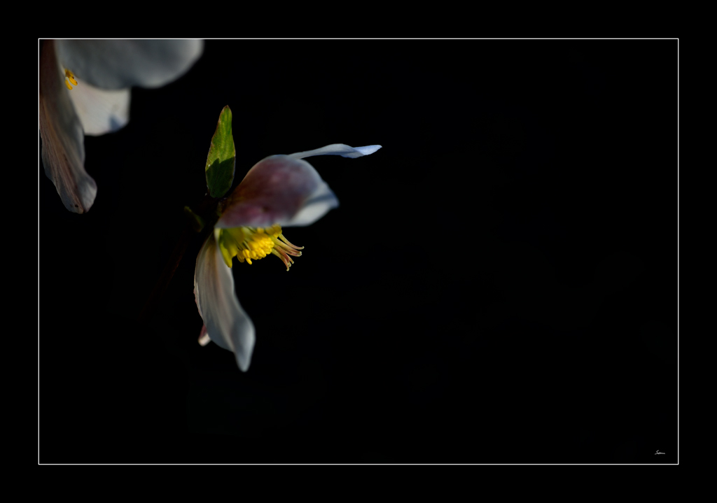 Blume PZ16890