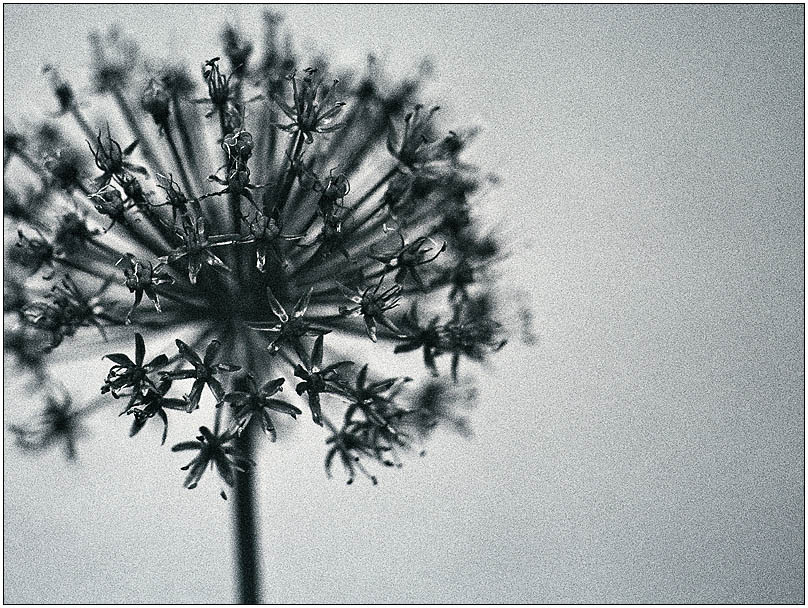 bLuMe s/w