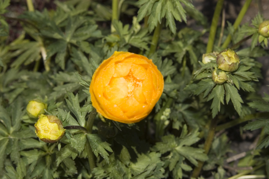 Blume