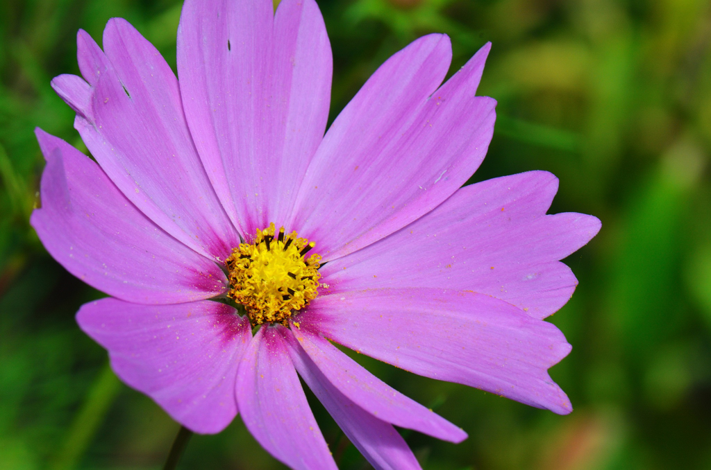 Blume