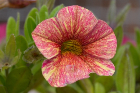 Blume