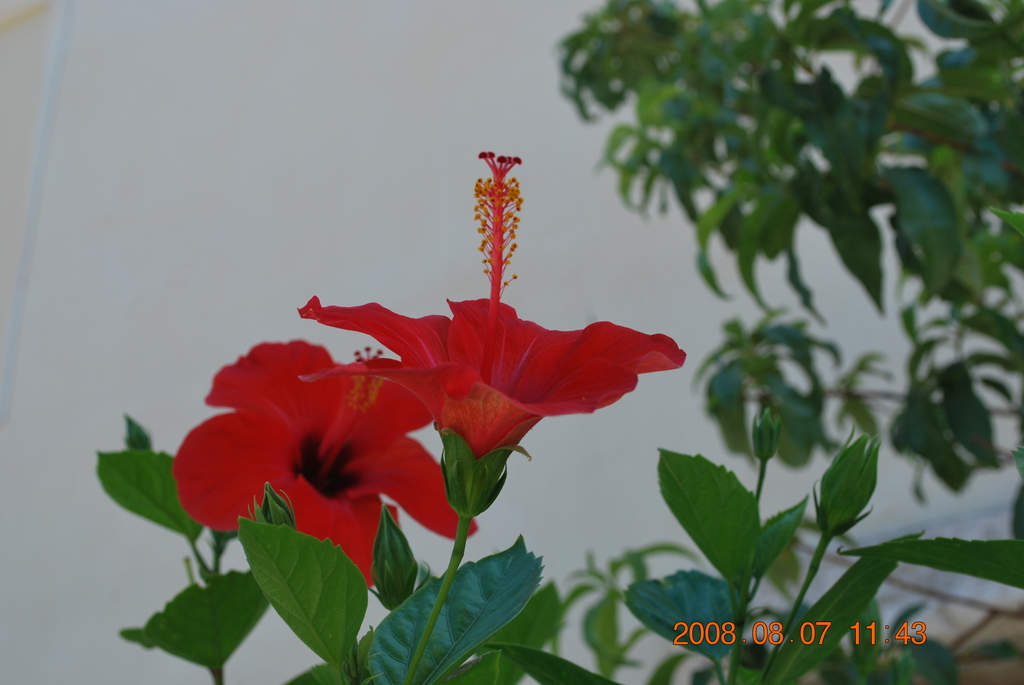 Blume