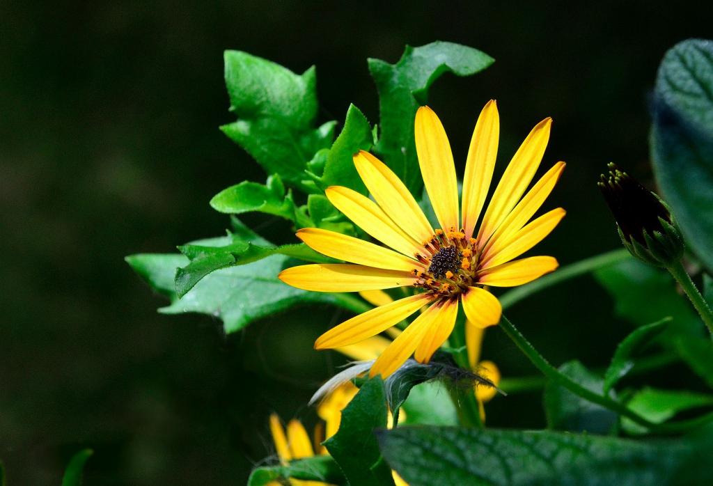 Blume