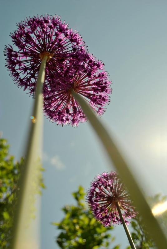 blume