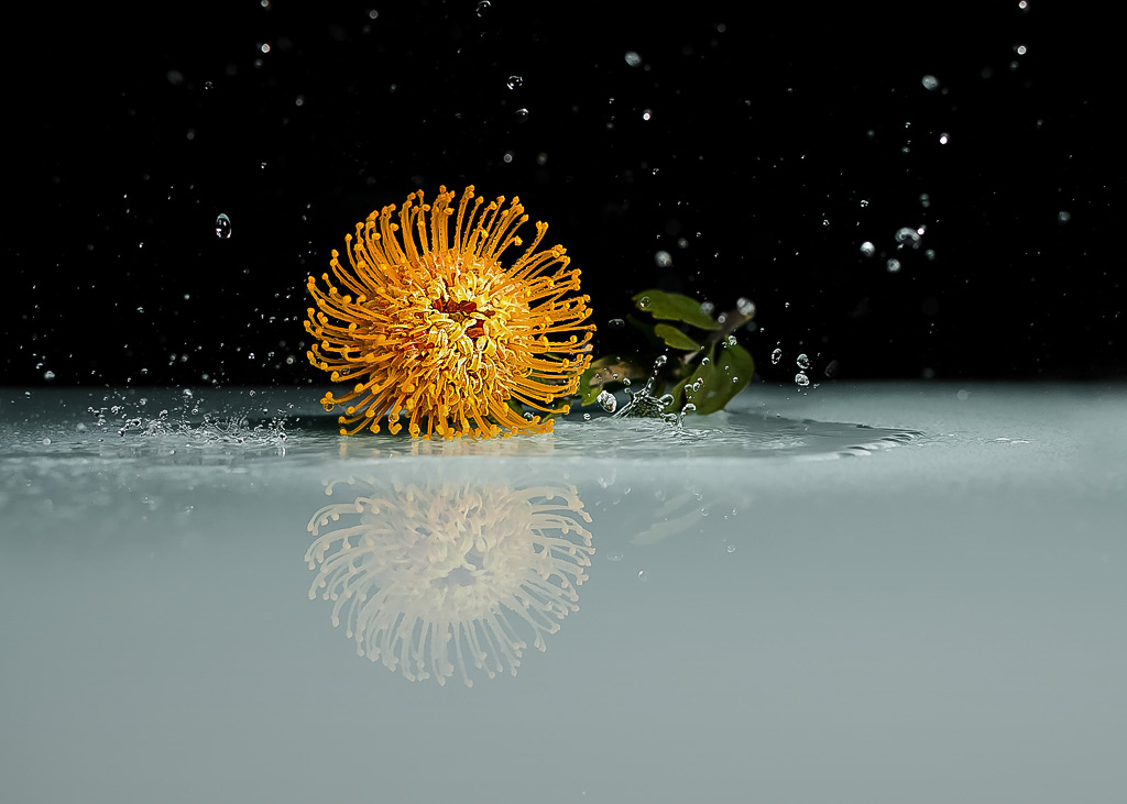 Blume