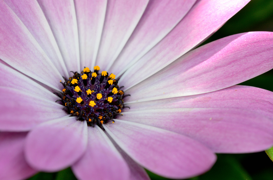 Blume