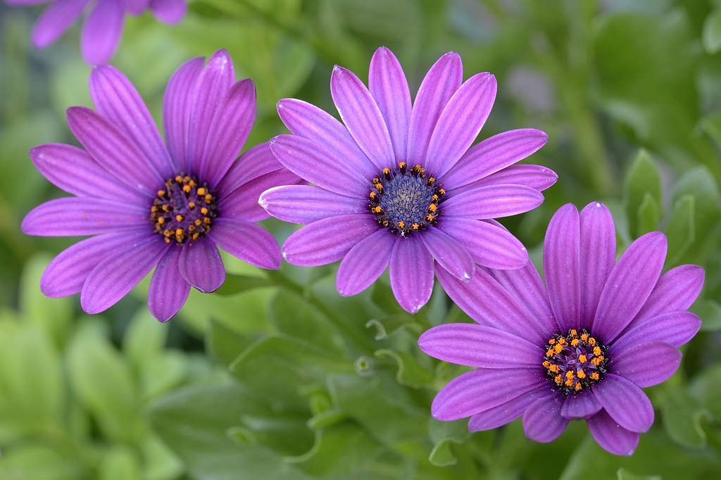 Blume