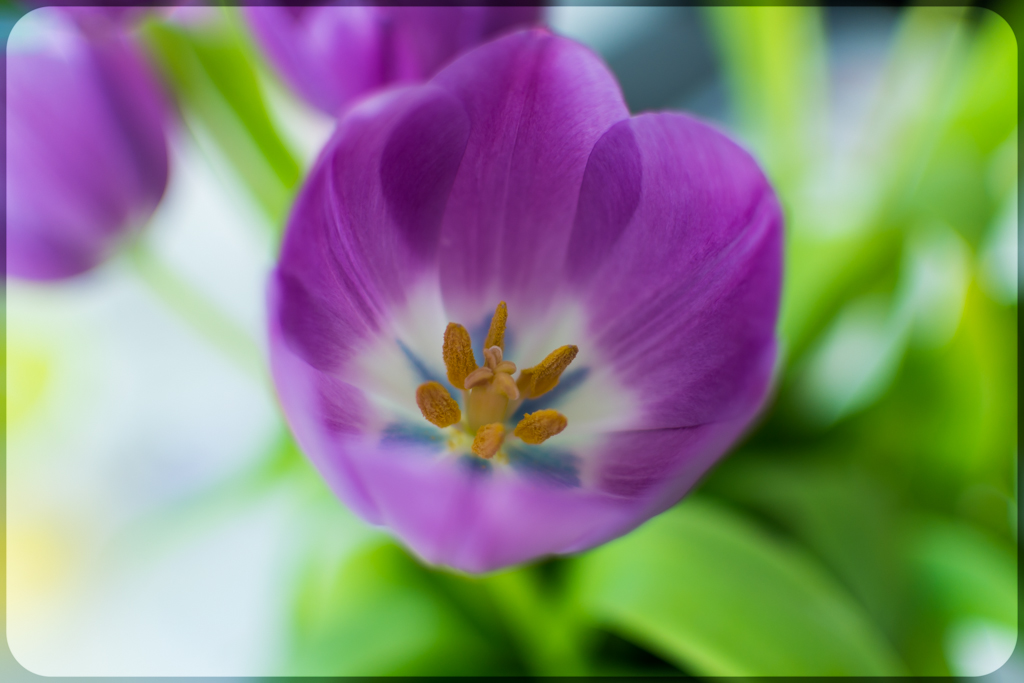 Blume
