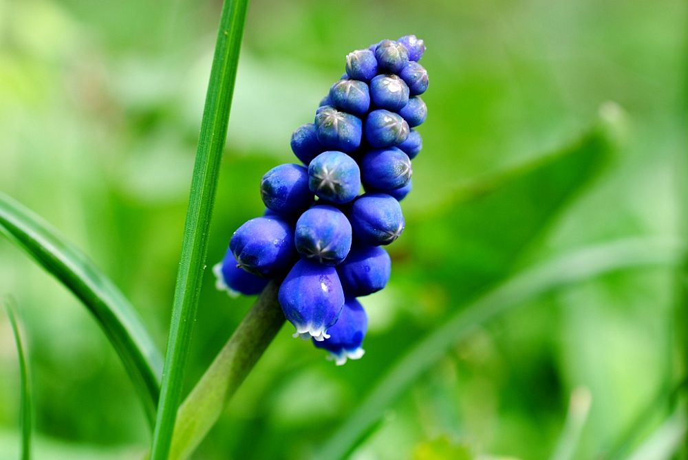 Blume