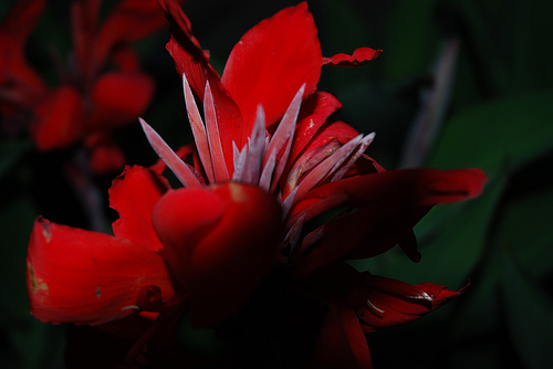 blume
