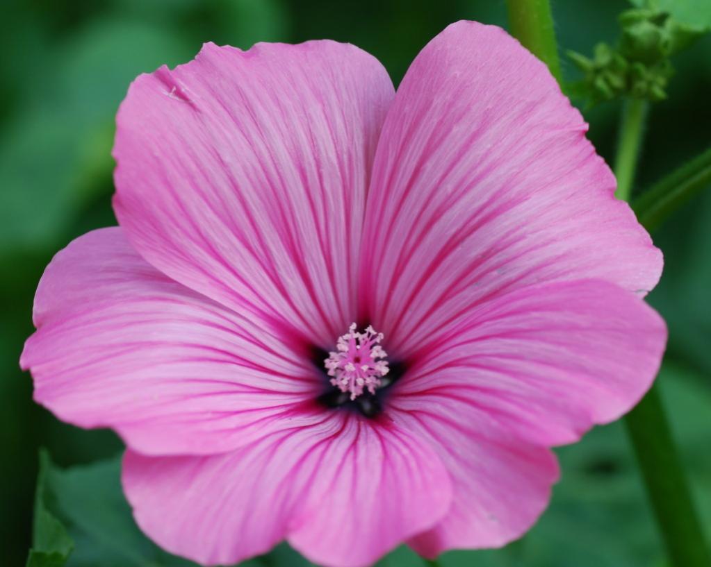 Blume