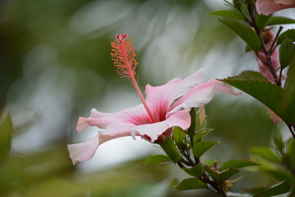 Blume