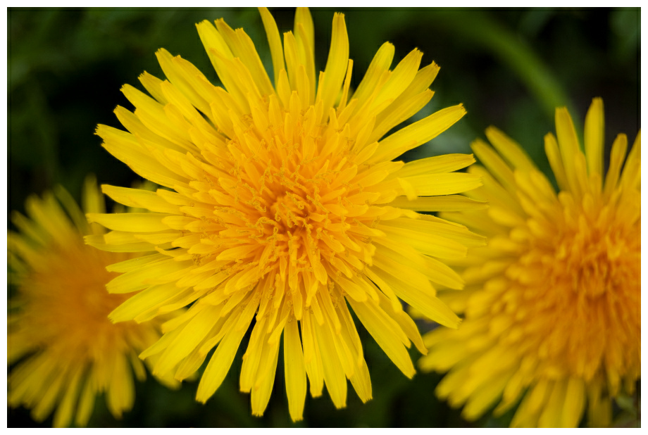 Blume