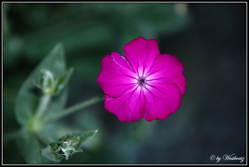 Blume
