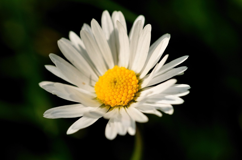 Blume