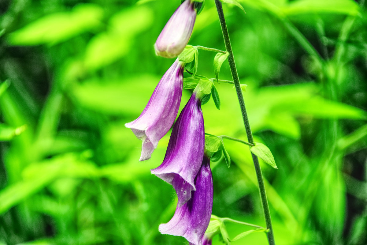 Blume