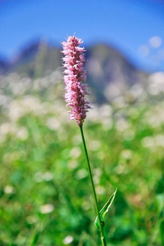 Blume