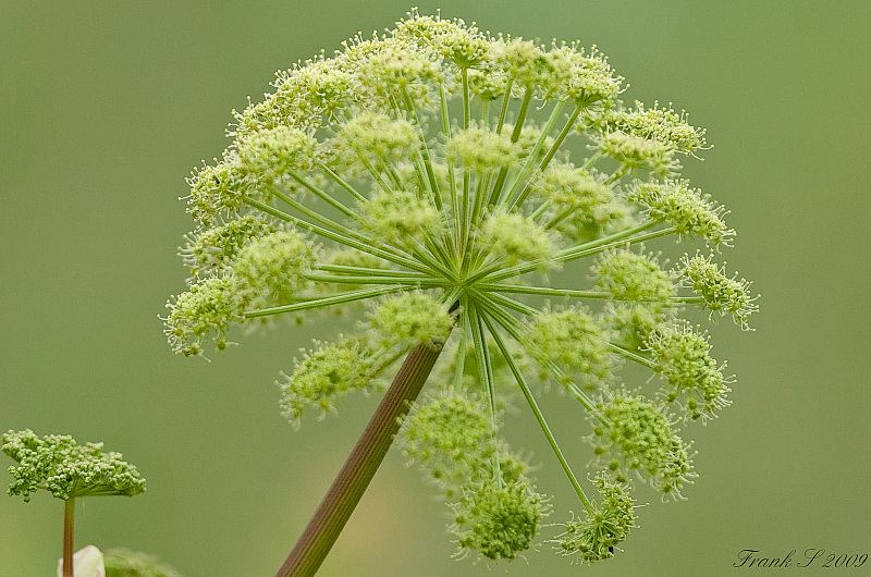 blume