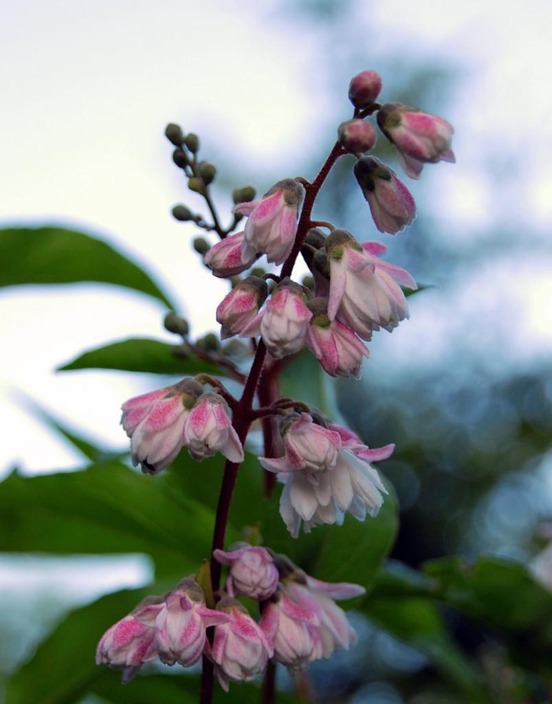 Blume