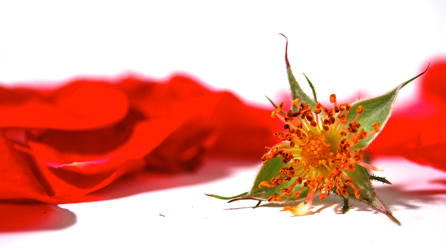 blume