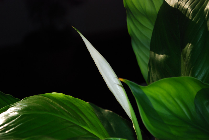 Blume