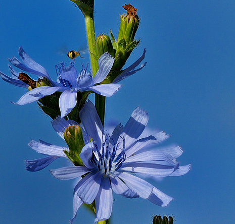 blume