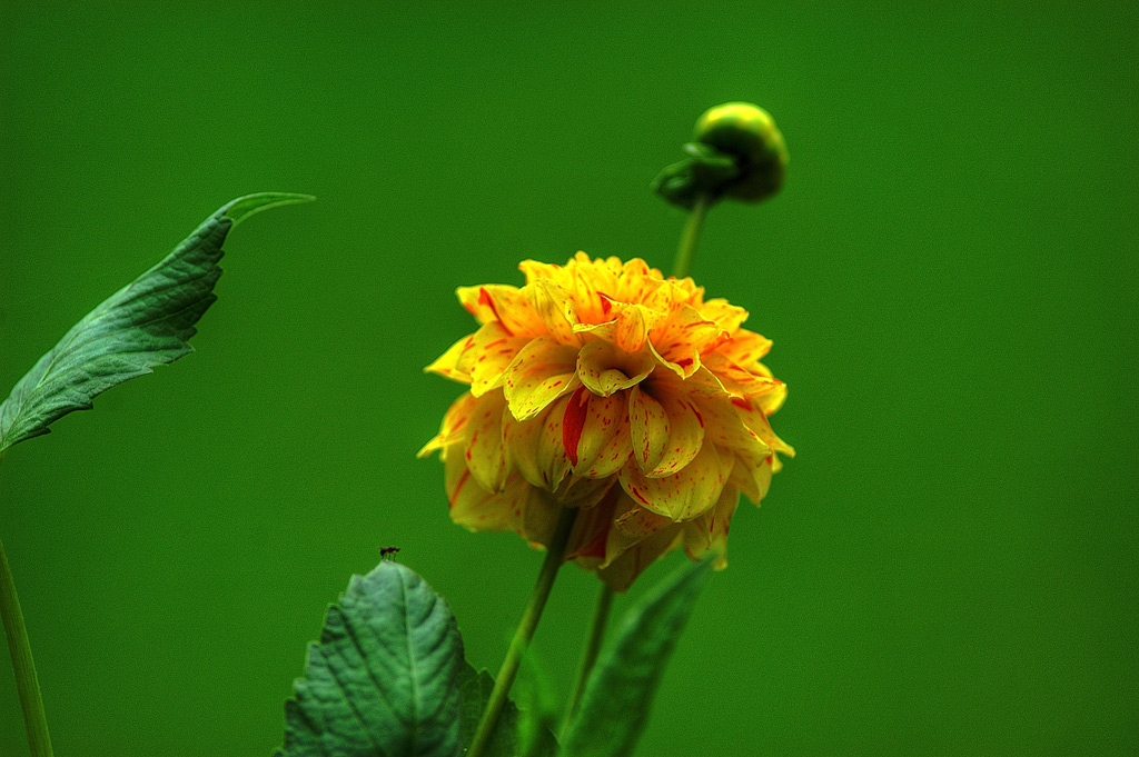 Blume