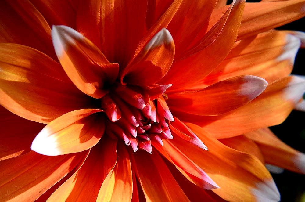 blume04