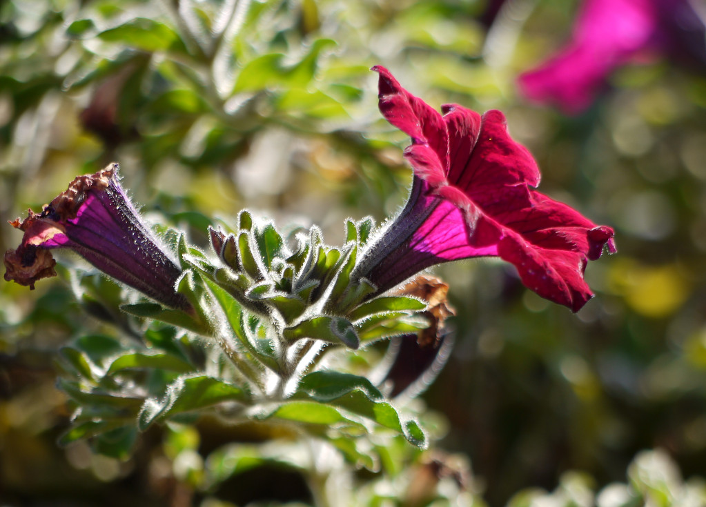 blume1 lzn