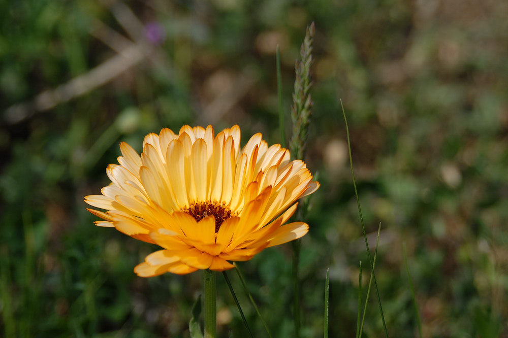 Blume1