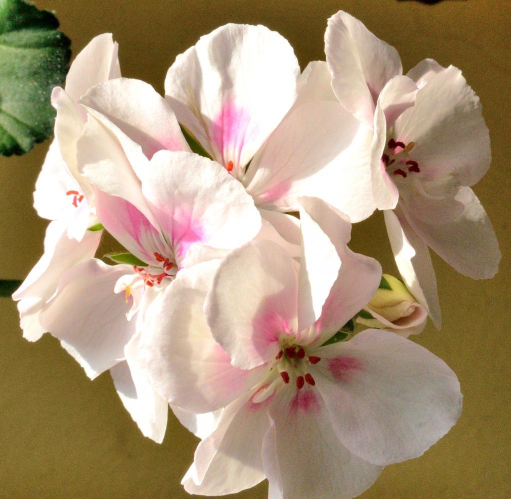 Blume1