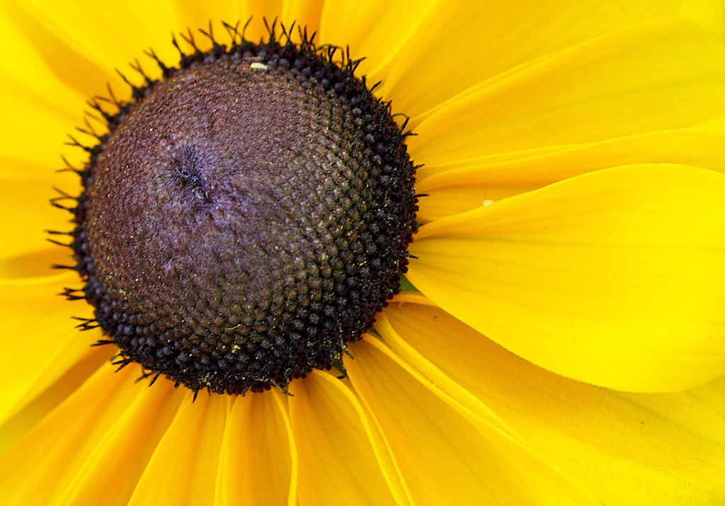 Blume1