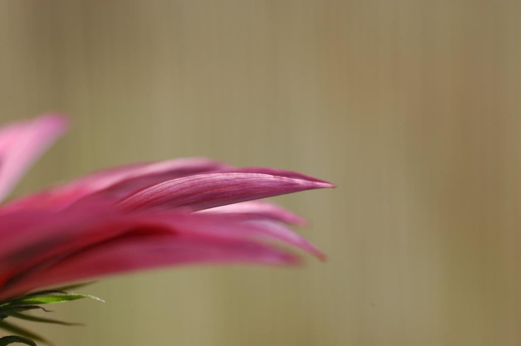 Blume12