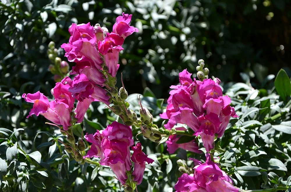 blume17